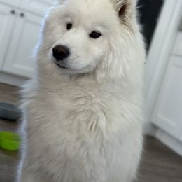 Samoyed All Grown Up from Marissa Wheeler