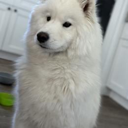 Samoyed All Grown Up from Marissa Wheeler