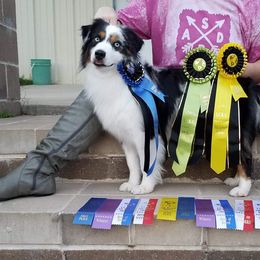 Miniature American Shepherds and Toy Australian Shepherds from Roserock Aussies