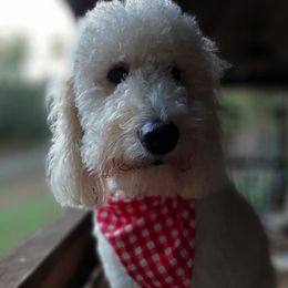 Goldendoodle All Grown Up from Mountain Doods