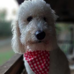 Goldendoodle All Grown Up from Mountain Doods