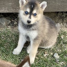 Pomsky and Siberian Husky Puppies from Blacktail Mountain Pomskies
