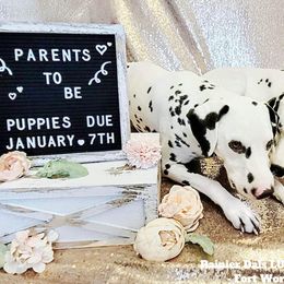 Dalmatian Puppies from Rainier DALS LUA Dalmatians
