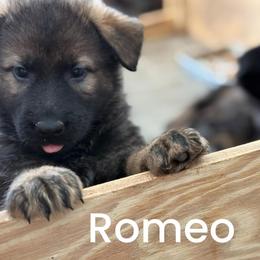 Romeo (brown collar) - Sable male German Shepherd puppy in Winterport, Maine from Vom Stevens Old Fashioned German Shepherds