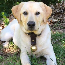 Labrador Retrievers from Yelladog