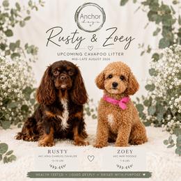 Cavapoo puppies from Anchor Dogs