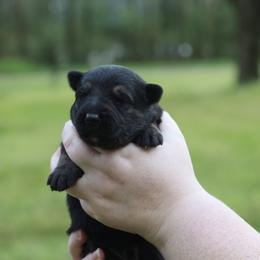 Boy 3 - male German Shepherd puppy in Mississippi from GH