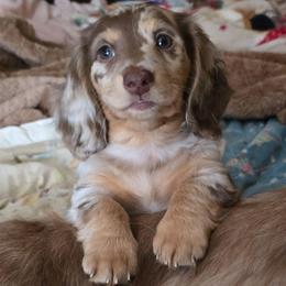 Dapple girl - Chocolate and cream female Dachshund puppy in Ethel, Washington from Mickey's Miracle Doxies