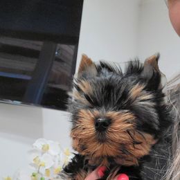 Yorkshire Terrier Puppies from Yorkie Puppies Redwood Ranch Chicago