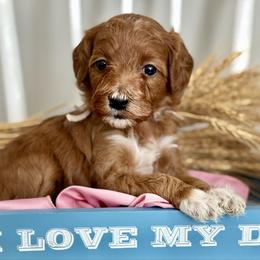 Pink - Red  female Goldendoodle puppy in Hesperia, Michigan from Red Acres Poodles & Doodles