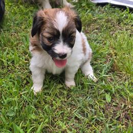 MOCHA JOE - Red white and sable male Papillon puppy in Hollister, Missouri from Swan Creek Kennel