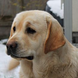 Barbie - Labrador Retriever