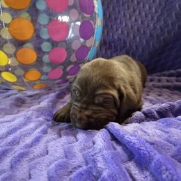 Nova - Chocolate female Great Dane puppy in Arpin, Wisconsin from Arpin Great Danes
