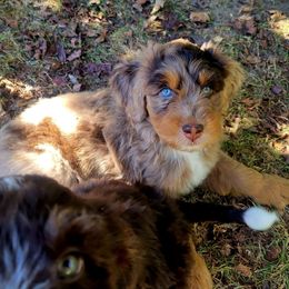 Magnum - male Australian Mountain Doodle puppy in Kimball, Michigan from Perfect Companion Puppies
