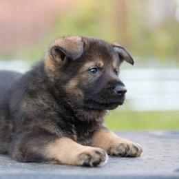 German Shepherd Puppies from Zwinger Vom Rabenauge