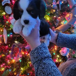Cavalier King Charles Spaniel Puppies from Penny's from Heaven