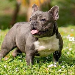 Diamond  - French Bulldog