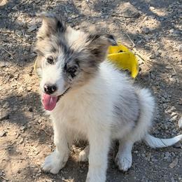 Daisy - White and blue merle female Border Collie puppy in Shell Knob, Missouri from Stoneridge Kennel