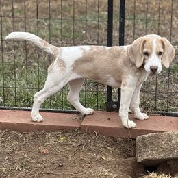 Lola - Beagle
