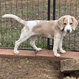 Lola - Beagle