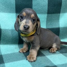 Yellow - Blue and tan male Dachshund puppy in George West, Texas from Rockin M Kennel