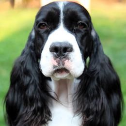 English Springer Spaniel puppies from Ivy Hill English Springer Spaniels