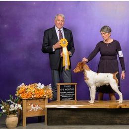 Junior - White and orange male Brittany puppy in Belleview, Florida from Gourley's Brittanys