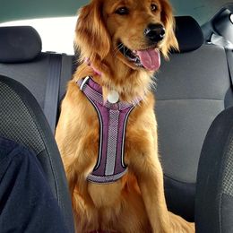 Penny - Golden Retriever