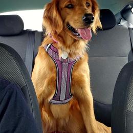 Penny - Golden Retriever