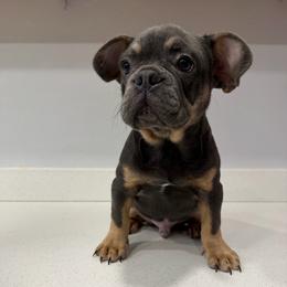 Blue fawn boy - Blue fawn male French Bulldog puppy in Livermore, California from Spoiled Frenchies