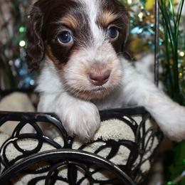 Girl 1 - Chocolate and tan female Dachshund puppy in Craig, Colorado from Rocky Mountain Shih Tzus and Dry Creek Miniature Dachshunds