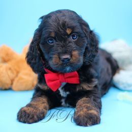 English Springer Spaniel and Springerdoodle Puppies from Family Raised Doodles