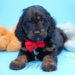English Springer Spaniel and Springerdoodle Puppies from Family Raised Doodles