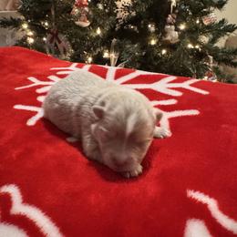 Male 4 - Lavender male Pomsky puppy in Bucyrus, Missouri from Hill Top Pomskies