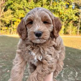Petite Female -Minnie - Apricot female Goldendoodle puppy in Madisonville, Kentucky from Carlie and Co. Goldendoodles