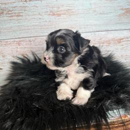 Barbie - Parti female Yorkshire Terrier puppy in Tulsa, Oklahoma from Conns Cuddly Canines