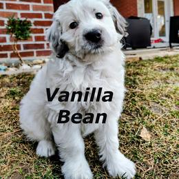 Vanilla Bean - Parti male Goldendoodle puppy in Bountiful, Utah from Red Brick Doodles