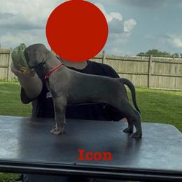 Icon - Blue male Great Dane puppy in Edwardsville, Illinois from Giants and Munchkins
