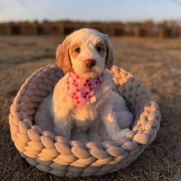 Gala - Parti female Goldendoodle puppy in Rose Hill, North Carolina from Red Door Canines