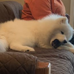 Samoyed Puppies from Kenjo Samoyeds