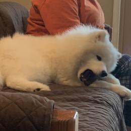 Samoyed Puppies from Kenjo Samoyeds