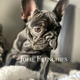 French Bulldog Puppies from Jolie Frenchies