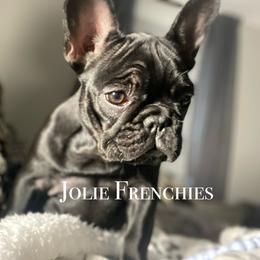 French Bulldog Puppies from Jolie Frenchies