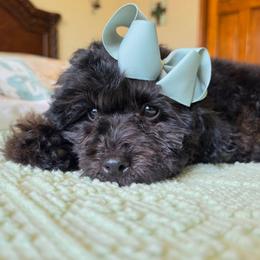 Rose - Phantom female Poodle puppy in Buffalo, Illinois from Pear Tree Pups