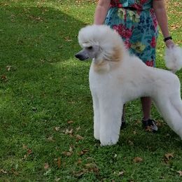 Poodle All Grown Up from Starfleet Poodles