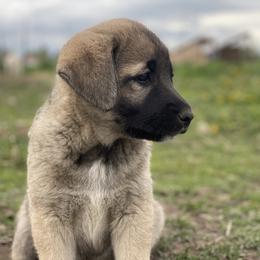 Anatolian Shepherd Dog Puppies from Wild Rooster Family Farm – AKC Anatolian Shepherd Breeder, OFA Health Tested