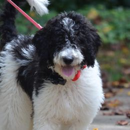Tallulah - Goldendoodle