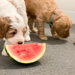 Goldendoodle Puppies from Sac River GoldenDoodles LLC