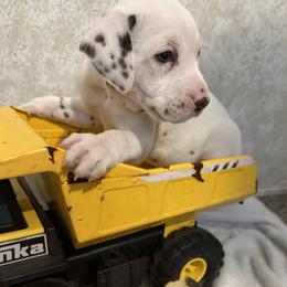 Wallie - White and liver brown male Dalmatian puppy in Hastings, Florida from Love My Spotty Dalmatians