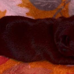 Pink girl - Black female Pug puppy in Elma, Washington from Kismet Kennels, Exclusively Pugs